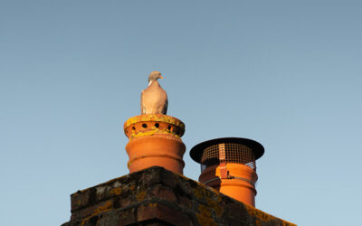 bird in chimney