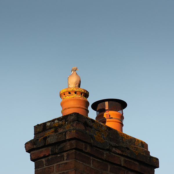 bird in chimney