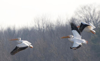 Eagle Creek, IN Chimney cleaning, inspections and more in Eagle Creek, IN