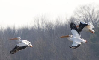 Eagle Creek, IN Chimney cleaning, inspections and more in Eagle Creek, IN